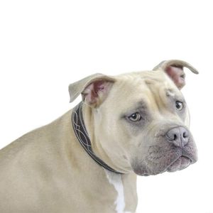 Padded Fancy Stitch Dog <b>Collar</b> USA Leather Soft Lined Adjustable Durable Classic Premium <b>Pet</b> <b>Collar</b> Bulk OEM Supply - Product Image 4