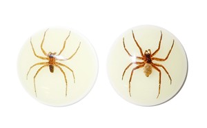 Ghost <b>Spider</b> Real Specimen <b>Plastic</b> Cabochon Round 38x38 mm Glow Flat Bottom for Crafts and Jewelry Making - Product Image 2