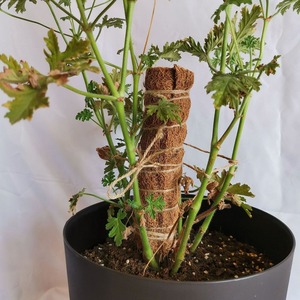 Coco plant <b>pole</b> natural coir stick <b>for</b> plants support competitive price starter moss <b>poles</b> - Product Image 5