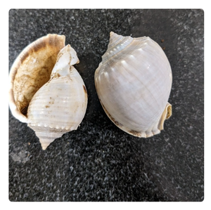 เปลือกหอยคละสีสำหรับงานฝีมือและการทำเครื่องประดับ - Product Image 4