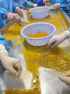 Frozen Passion Fruit Cube 100% Pure No Added Water Vietnam Frozen Passion Fruit Cube For Beverage Pure Yellow Passion Fruit IQF - Product Image 2