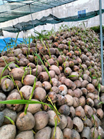 Noix de coco jeune entière fraîche, facile à ouvrir, fruit tropical germiné du Vietnam pour la plantation en pépinière et en ferme