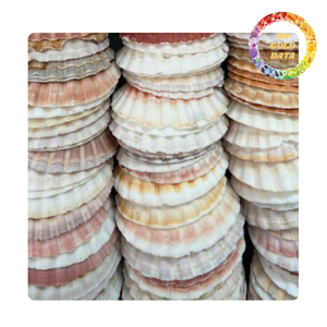 Coquilles de palourde naturelles mélangées pour verres à vin, fêtes, bière, cocktails, décoration DIY, magasins d'artisanat, vente en gros Vietnam - Product Image 3