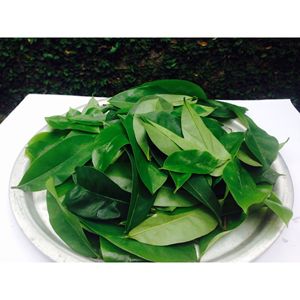 Thé aux herbes naturelles, feuilles de corossol séchées, produit de qualité d'exportation - Product Image 3
