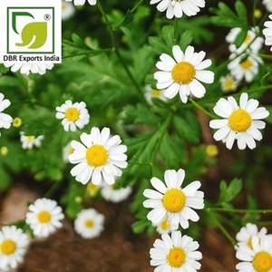 Best Quality Chamomile Oil Roman Wholesale Bulk Chamomile Oil Natural Roman Chamomile Oil - Product Image 3