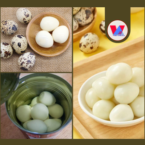 BEST SELLER All Natural 15oz Tinned Quail <b>Eggs</b> Cooked Peeled Quail <b>Egg</b> Fast Prepare for Asian Hotpot Soup Baozi Braised Meat - Product Image 2