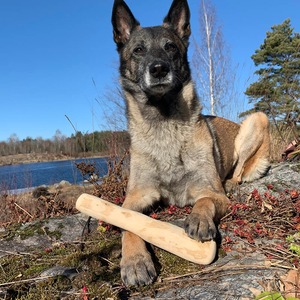 Juguetes Masticables de Madera de Café Hechos a Mano, Modernos y de Lujo para Perros - Limpieza Dental, Ecológicos, Artículos para Mascotas de Navidad - Product Image 6