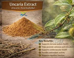Suministro Directo de Fábrica HGO de Extracto Natural de Uncaria (Uncaria rhynchophylla) Grado Alimenticio, Rincofilina 15% 20% Estandarizada - Product Image 2