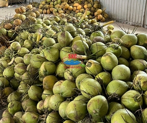 Noix de coco jeune fraîche de qualité supérieure, entière, en forme de diamant, à peau verte, durée de conservation de 70 à 90 jours, Ben Tre Techmifood - Product Image 3
