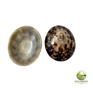Collection de coquillages naturels pour collectionneurs, artisans et fabricants de soutiens-gorge en coquillages pour femmes - Product Image 1