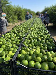Limón fresco sin semillas a granel de Vietnam a bajo precio |   Fruta Cítrica con Alto Rendimiento de Jugo para Producción de Bebidas y Procesamiento de Alimentos - Product Image 4
