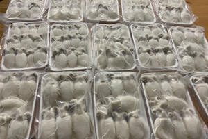 Approvisionnement OEM de seiches bébés surgelées pour les chaînes de vente au détail, les importateurs et les distributeurs - Product Image 4