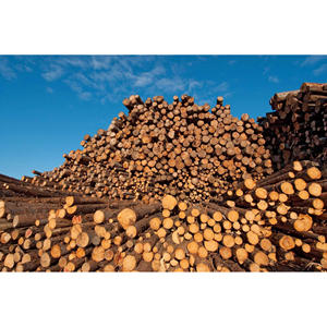 Troncos de Madera Blanda de Alta Calidad, Troncos Industriales, Madera Natural Ideal para Carpintería, Revestimiento y Aplicaciones Industriales - Product Image 4