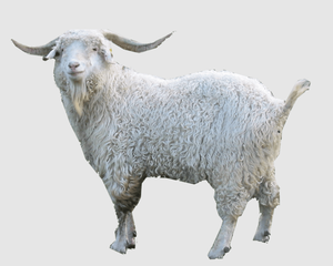 Chèvres Angora pour l'élevage commercial de mohair et la vente en gros - Marque NMF (PVT) LTD - Fabricant d'Afrique du Sud - Product Image 1