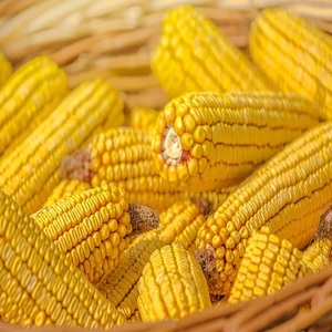 Granos de Maíz Amarillo Secos No Glutinosos, Semillas de Maíz Premium Maduras y Limpias para Exportación a Granel de Grado Alimenticio - Product Image 1
