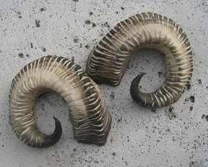 Cornes de shofar de mouton de qualité supérieure 100% naturelles, finies à prix avantageux par la fabrication indienne AL MALIK CRAFT - Product Image 2