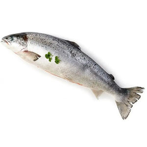 Saumon entier congelé (produits de la mer) de qualité supérieure, en gros et à prix avantageux - Product Image 5