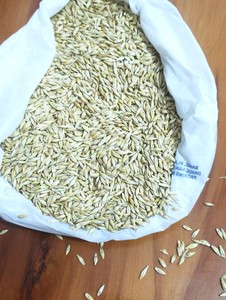 Cereales de Cebada de Alta Energía REEN TRADERS de Uttar Pradesh |   Ingrediente de Grado A para Alimentos y Alimentación Animal para Caballos y Ganado - Product Image 2