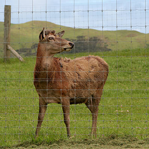 Alta Paddock Pecuária Quintal Alimentação Gado Fio Metal Frame com Pressão Natureza Madeira Tratada Serviço de Modelagem 3D para Farm Fence - Product Image 5