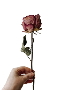 Thé aux herbes respirant sans caféine, à base de fleurs de rose biologiques, pétales de rose, personnalisation du logo, rose séchée - Product Image 6