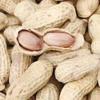 Arachides fraîches biologiques crues séchées saveur originale arôme lacté sac de 25 kg vente en gros