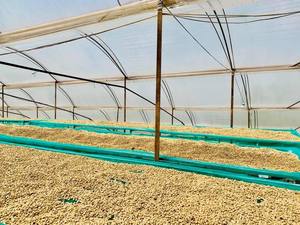 Granos de café verde Robusta Arabica de Vietnam más vendidos Granos enteros tostados saludables Precio competitivo Listo para bolsa de importación - Product Image 3