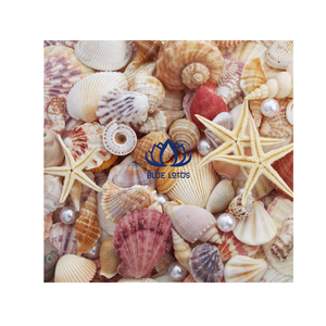 Coquillages naturels durables disponibles, coquilles de crabe ermite faites à la main, jaunes, blancs, verts, argentés, en gros, pour la décoration intérieure - Product Image 1