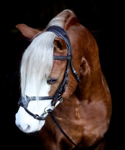 บังเหียนม้าหนังแท้เม็กซิกัน ANNABELLE EQUESTRIAN รุ่น Ultimate Comfort Grackle ปรับขนาดได้ ขายส่ง ราคาดีที่สุดจากผู้ผลิต - Product Image 2