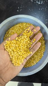 Lentejas de Ganado Orgánicas y Convencionales, Secas, Pulimentadas y Partidas (Toor Dal), Alto Contenido Proteico, Nueva Cosecha, Fáciles de Cocinar, Suministro a Granel de 30 kg - Product Image 2