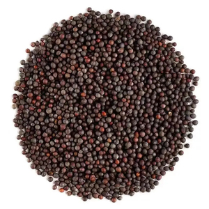 Graines de moutarde de qualité supérieure en gros, export en vrac, qualité alimentaire, stock disponible, meilleure qualité, approvisionnement - Product Image 5