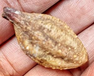 Myrobalan entier séché au soleil, écologique, provenant du Maharashtra occidental, Inde - Product Image 5