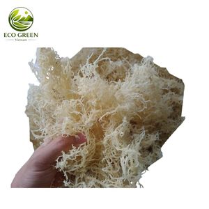Mejor Precio Musgo Marino Seco de Primera Calidad, Musgo Irlandés Dorado Crudo Secado al Sol, Algas Silvestres, Venta al por Mayor a Granel, Fabricante - Product Image 1
