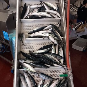 Maquereau du Pacifique congelé de qualité supérieure pour les acheteurs internationaux, avec emballage en carton flexible pour les commandes de gros. - Product Image 6