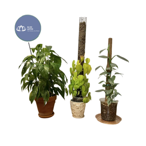 Poste de Fibra de Coco Ecológico y Sostenible – Soporte Resistente para Jardín, ¡VENTA CALIENTE! - Product Image 1