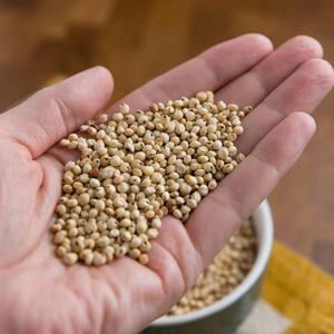 Granos y Semillas de Sorgo Orgánico Congelado de Alta Calidad, Sorgo Rojo y Blanco, Proceso LQF, Origen Austria, a Precio Competitivo - Product Image 1