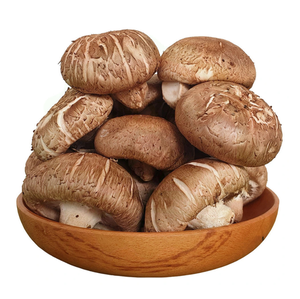 PREMIUM EXPORT-Champignons Shiitake séchés de qualité supérieure-Frais et fiables du Vietnam - Product Image 1