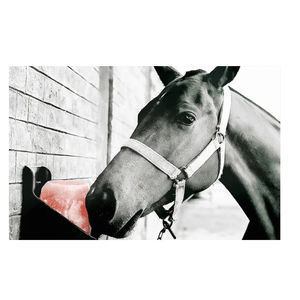 Bloc de sel minéral de l'Himalaya à haute teneur en nutriments, pierre à lécher pour animaux d'élevage, bétail, moutons, chiens, chevaux avec mélasse - Product Image 3