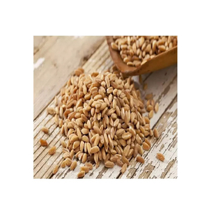Malt d'orge de qualité fourni pour le commerce de gros avec une disponibilité fiable en vrac - Product Image 1