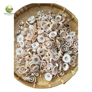 Conchas de Cauri Vietnamitas Naturales en Rodajas Pulimentadas a Granel para Manualidades Modernas, Arte de Playa Ecológico Relleno de Resina - Product Image 1