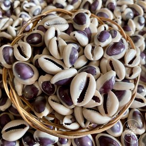 Factory <b>direct</b> price cowrie shells cowry seashells natural sea shell <b>beads</b> for crafting jewelry - Product Image 6