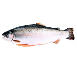 Filets de saumon atlantique biologique japonais surgelés IQF de haute qualité, 100% naturels, faibles en glucides, emballés sous vide - Product Image 4