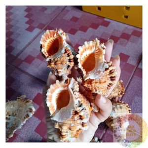 เปลือกหอยธรรมชาติ คัดสรรเปลือกหอยหลากหลายชนิด ของตกแต่งมหาสมุทร อุปกรณ์งานฝีมือ ของตกแต่งบ้านสไตล์ชายฝั่ง ของตกแต่งงานแต่งงาน วัสดุธรรมชาติที่ยั่งยืน - Product Image 3