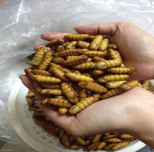Pupa de Gusano de Seda Seca Premium, Polvo de Proteína Natural, Suplemento Alimenticio para Animales Pequeños, Potenciador Nutricional, <span class=keywords><strong>Aditivo</strong></span> Alimentario de Alta Calidad - Product Image 6