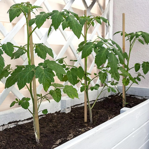 Natural Tonkin Bamboo <b>Stakes</b> Raw Material Agricultural Bamboo Poles and Garden Canes <b>for</b> Climbing Plants - Product Image 6