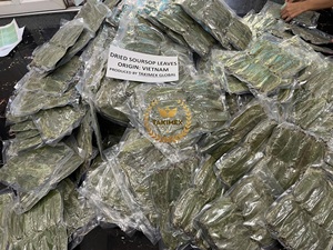 Feuilles de corossol séchées pour tisane, qualité supérieure, feuilles de Graviola naturelles, vente en gros, origine Vietnam, directement de l'usine - Product Image 3