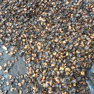 Combustible durable de biomasse de granule de noix de cajou pour l'usage industriel vente de résidus de coquille de noix de cajou de rebut d'agriculture - Product Image 4