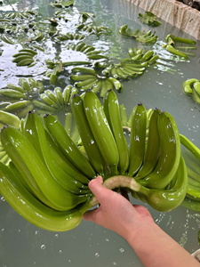 Banane verte fraîche entière, fruit tropical de variété courante du Vietnam, pour la vente au détail et en gros au Japon, en Corée et au Moyen-Orient - Product Image 1