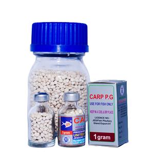 Offre Spéciale extrait de carpe pituitaire commun CPG pour l'élevage de poissons provenant du Bangladesh, Pollen de poisson particulièrement sain - Product Image 2