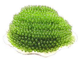 Uvas de Mar Deshidratadas Frescas de Calidad de Exportación | Duración de vida útil de 12 meses |   Soporte de Marca Privada OEM - Product Image 6