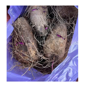 Vegetal de Taro Congelado a Granel con Opciones de Corte y Empaque Personalizadas - Product Image 2